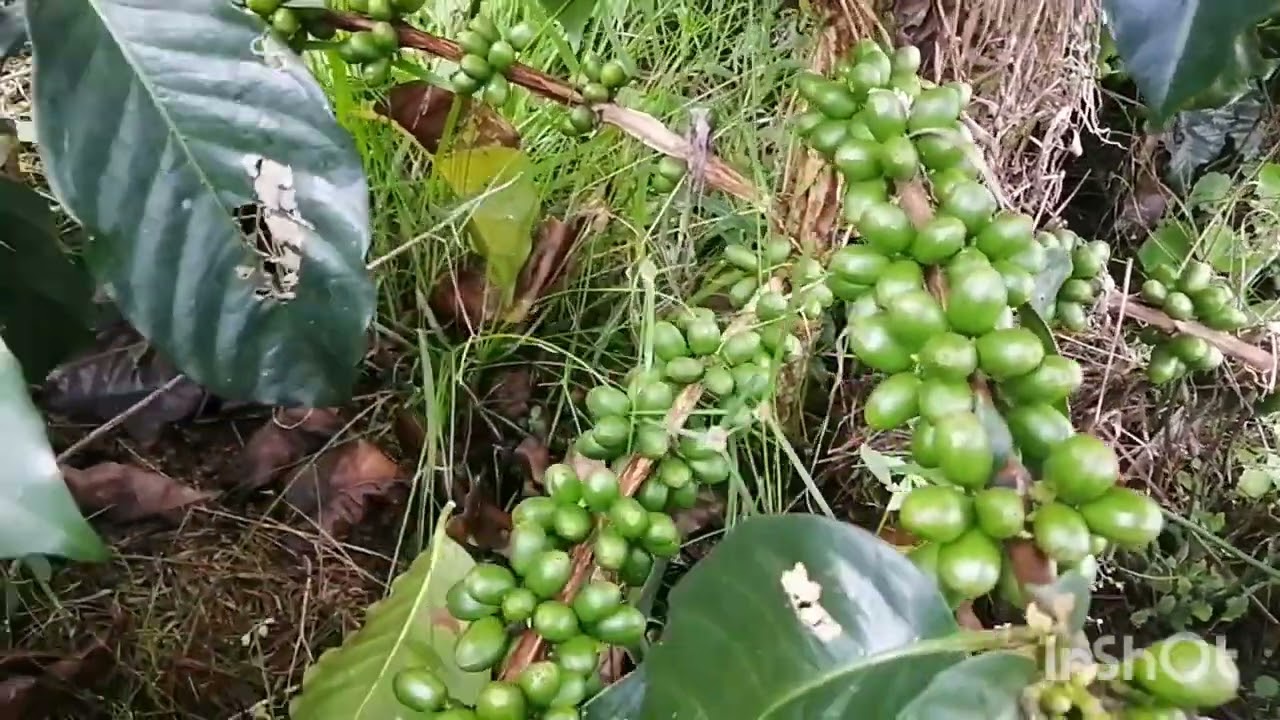 variedad de café papayo.