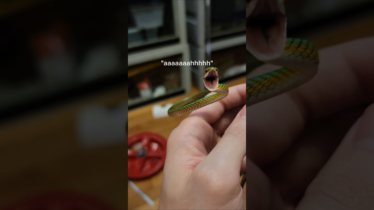 Snakes are really weird.