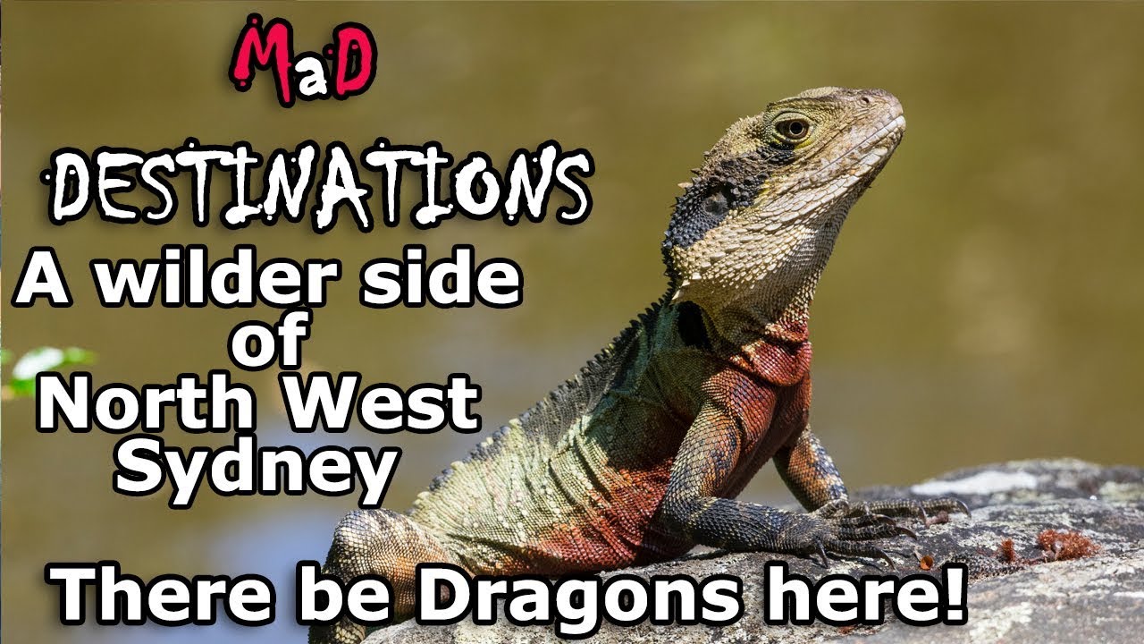 See the wilder side of North West Sydney