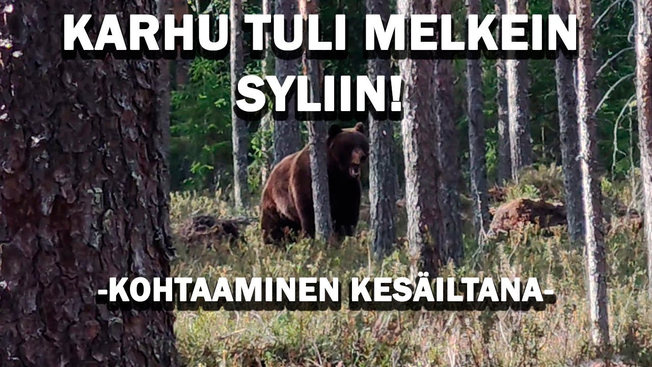 KONTION KANSSA VASTAKKAIN! Karhun kohtaaminen kes&auml;iltana.