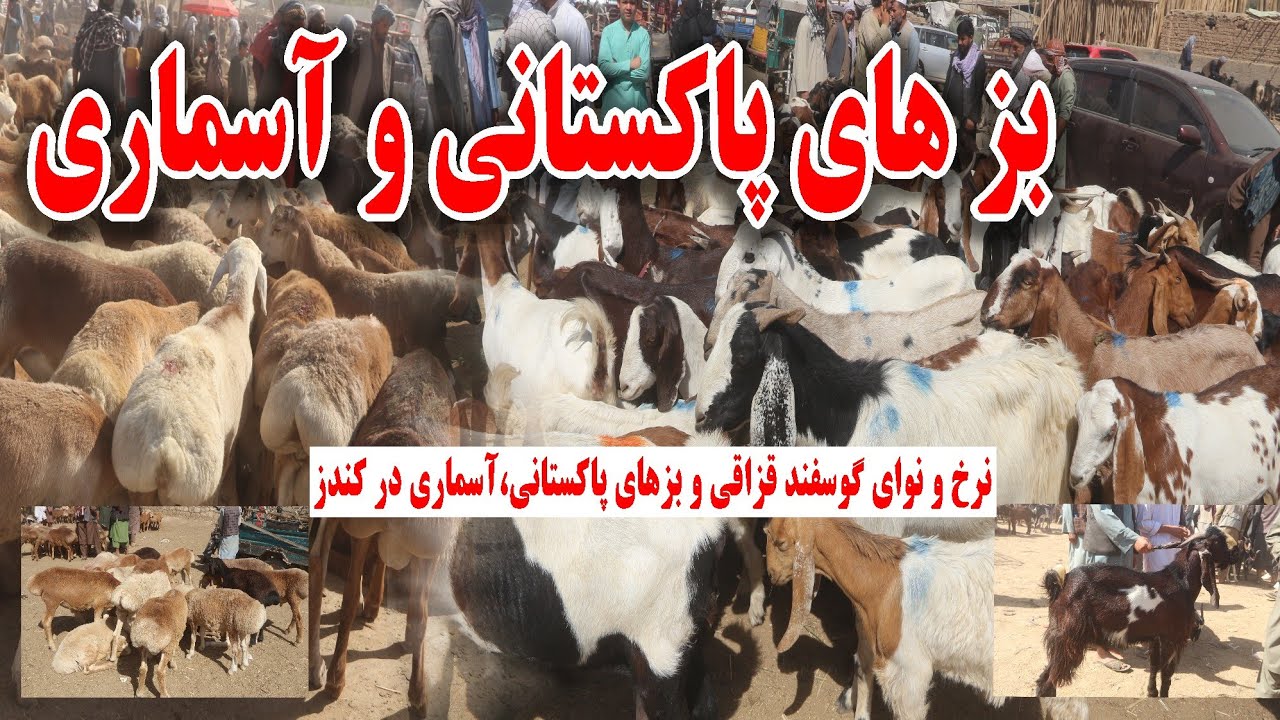 بز های آسماری، پاکستانی و گوسفند قزاقی در مال بازار کندز/Asmary goats and Qazaqi sheep