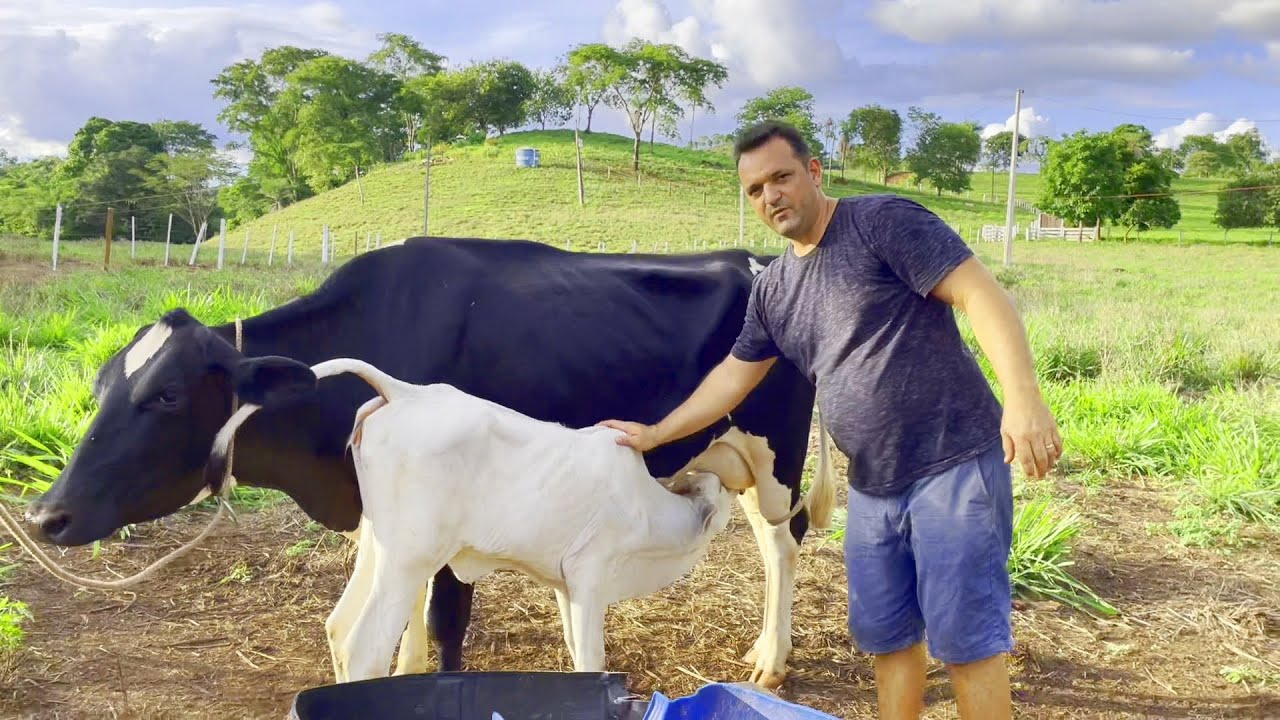 QUE FELICIDADE!!! ENCONTREI UMA BEZERRINHA PARA PRETINHA!!! FELIZ NATAL! EDMILSON ADORNO