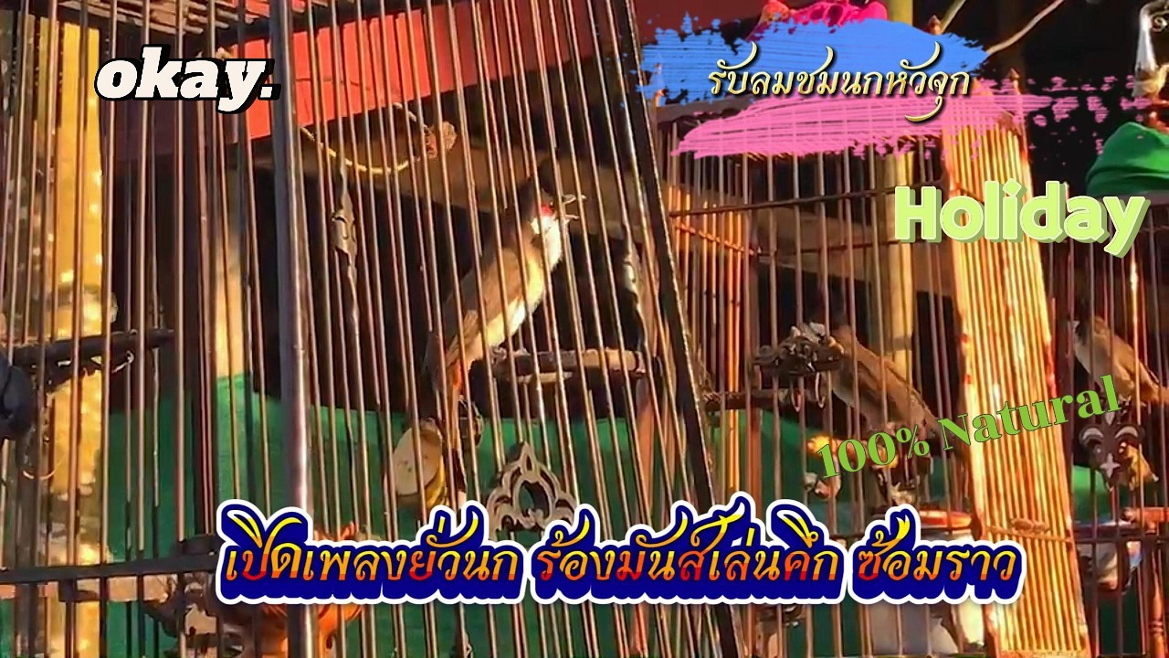#เสียงนกกรงหัวจุก ซ้อมราวนอก #birds เพลงยั่วนกคึกมาก #นกกรงหัวจุกนับดอก