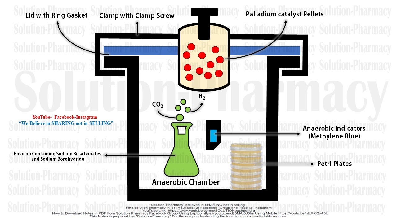 Microbiology 29 | Cultivation of Anaerobes | Anaerobic Chamber | Anaerobic Microorganism Culture