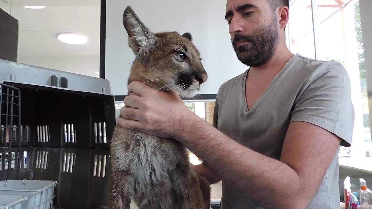CAP 188. VETERINARIO de Grandes Felinos. Un Hospital para animales salvajes en Madrid
