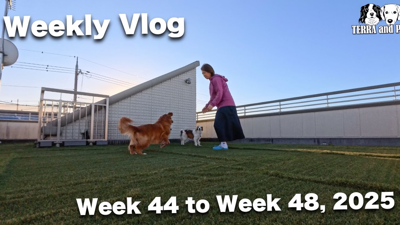 季節の変わり目、静かに流れる日々[週刊VLOG] [Week 44 to Week 48, 2025] コーイケルホンディエ | ノヴァスコシアダックトーリングレトリバー