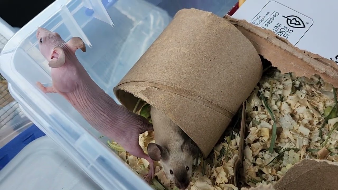Fancy mice type examples: show type vs. pet type