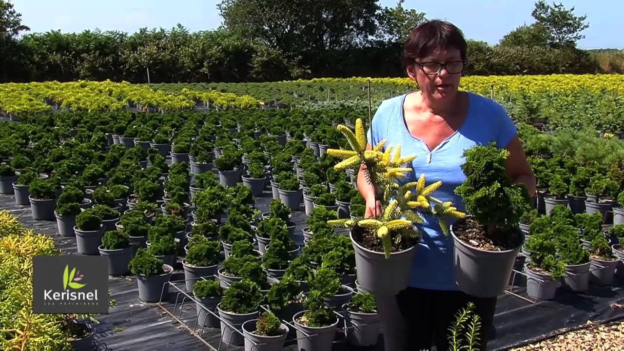 Les conif&egrave;res, les essentiels du jardin.