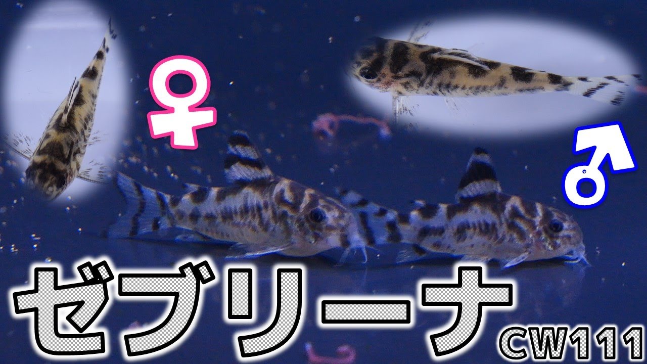 【導入】最強寒波の時に熱帯魚を購入！初のナレーション形式で水合わせの方法を実況してみた。コリドラス・ゼブリーナ【ふぶきテトラ】