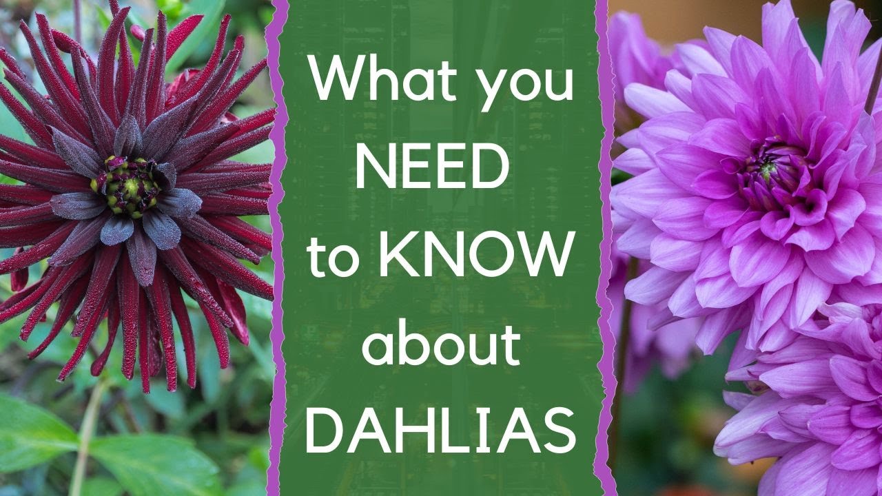 Growing dahlias - everything you need to know about how to choose and grow dahlias