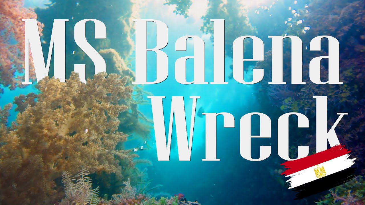 Diving the MS Balena Wreck - Hurghada - Egypt