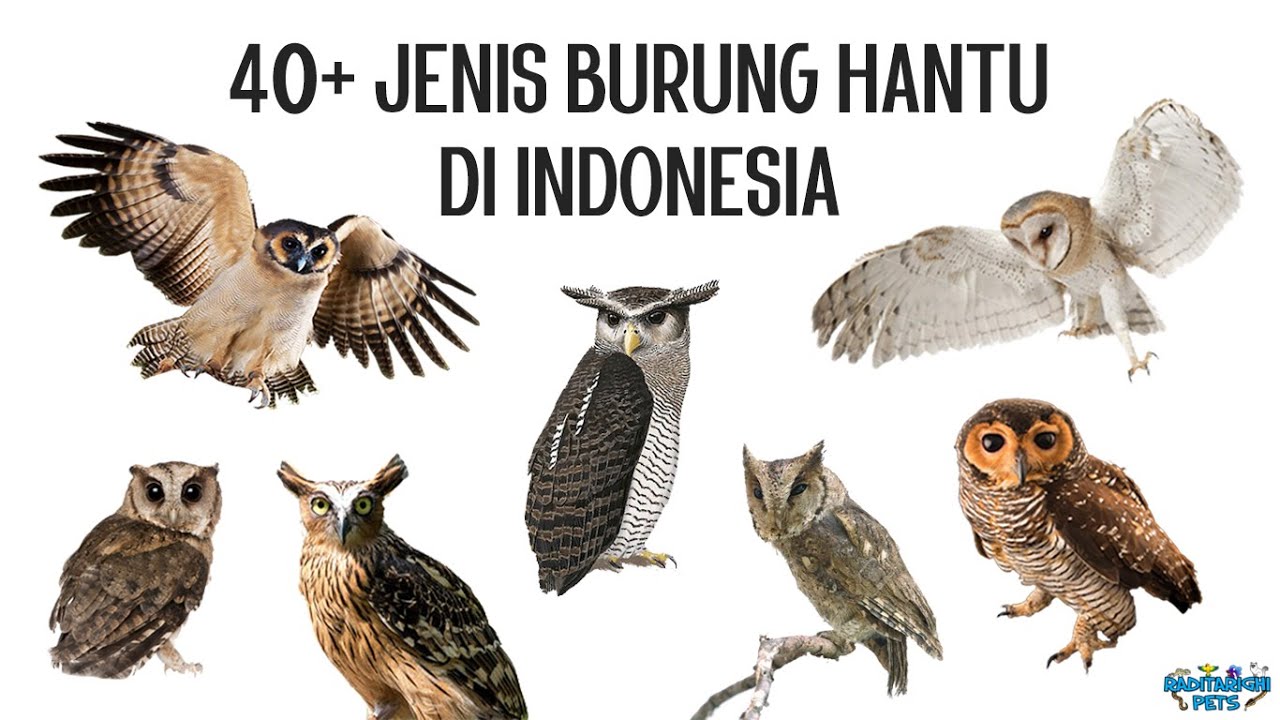 40+ Jenis Burung Hantu di Indonesia
