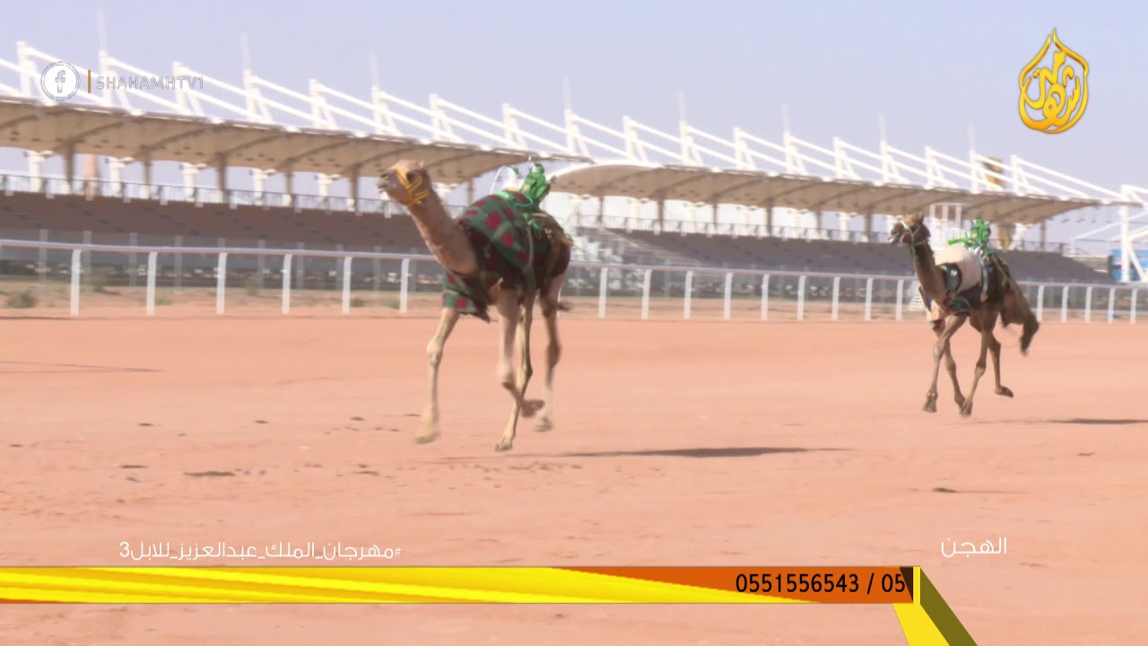 تقرير إستعدادات مهرجان الملك عبدالعزيزلمزايين الإبل سباق الهجن