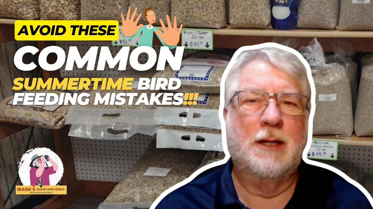 Avoid These Common Summertime Bird Feeding Mistakes