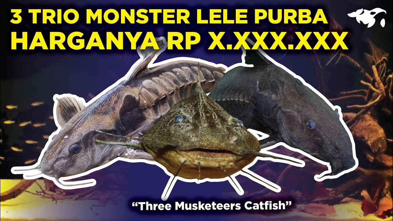 3 SERANGKAI IKAN LELE MONSTER PURBA YANG SELALU BERSAMA-SAMA, DISEBUT THREE MUSKETEERS CATFISH?