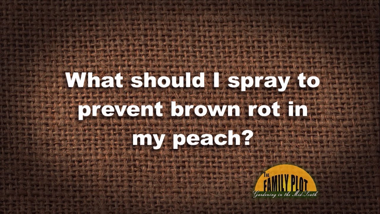 Q&A – What should I spray to prevent brown rot on my peaches?