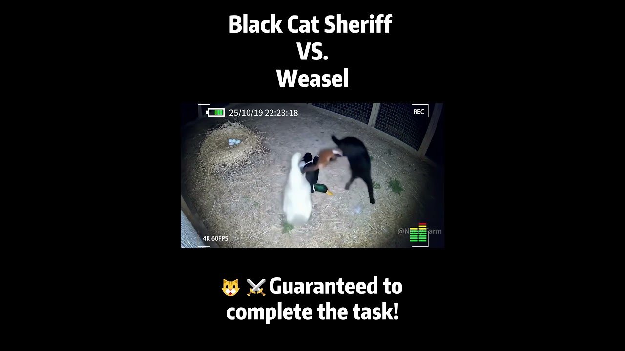 Black Cat Sheriff ：&ldquo;Guaranteed to complete the task!&rdquo; #camera #weasel #animals