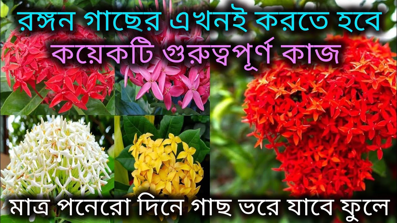 রঙ্গন গাছের ফেব্রুয়ারি মাসের পরিচর্যা/Ixora flower plant care in February/Rangan gacher porichorja.