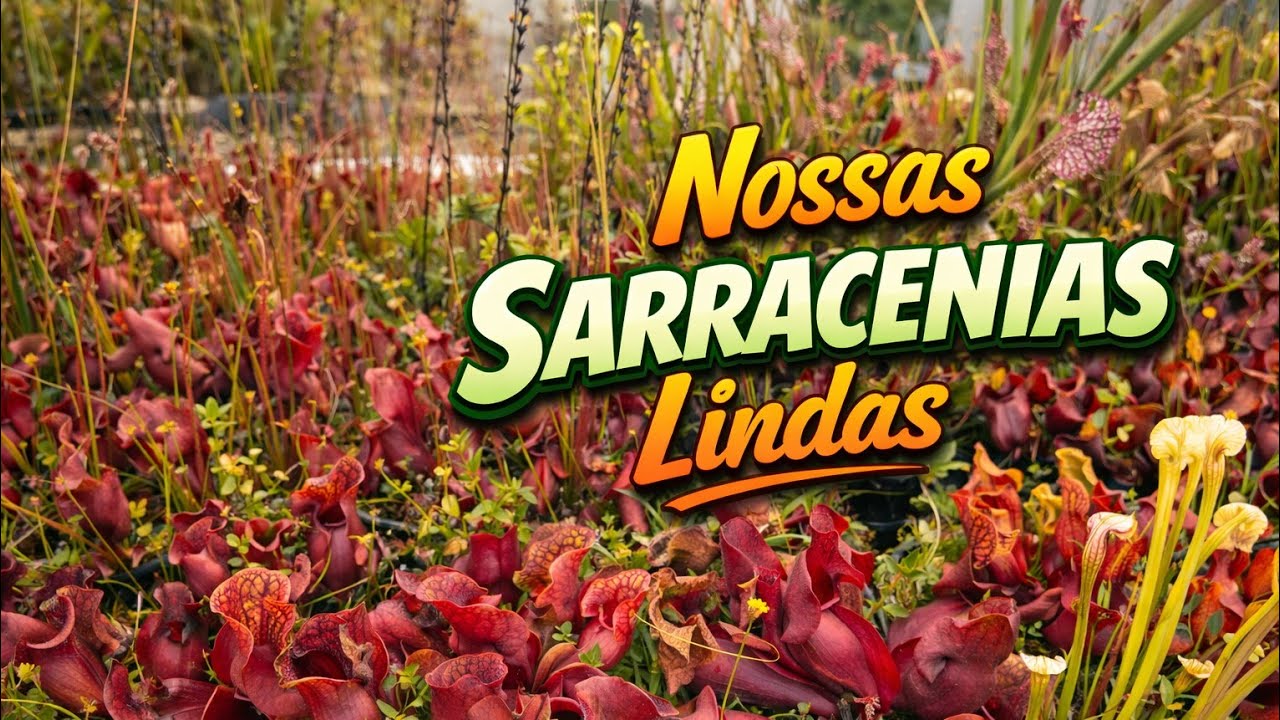 SARRACENIAS PÚRPUREAS E MUITO MAIS