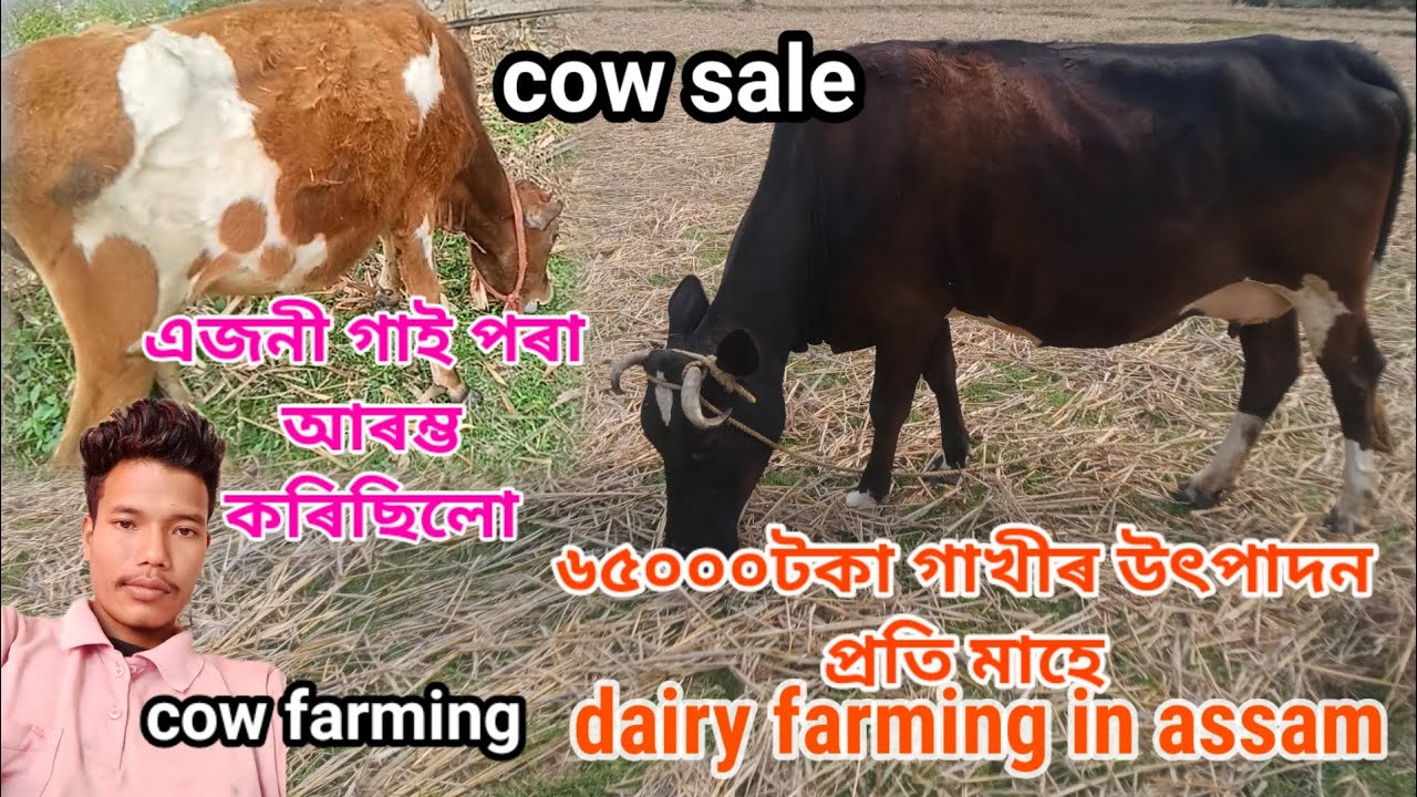 গৰু পালন দ্বাৰা স্বাৱলম্বি cow farming in assam। dairy farming in assam assamese vlog deeon axom