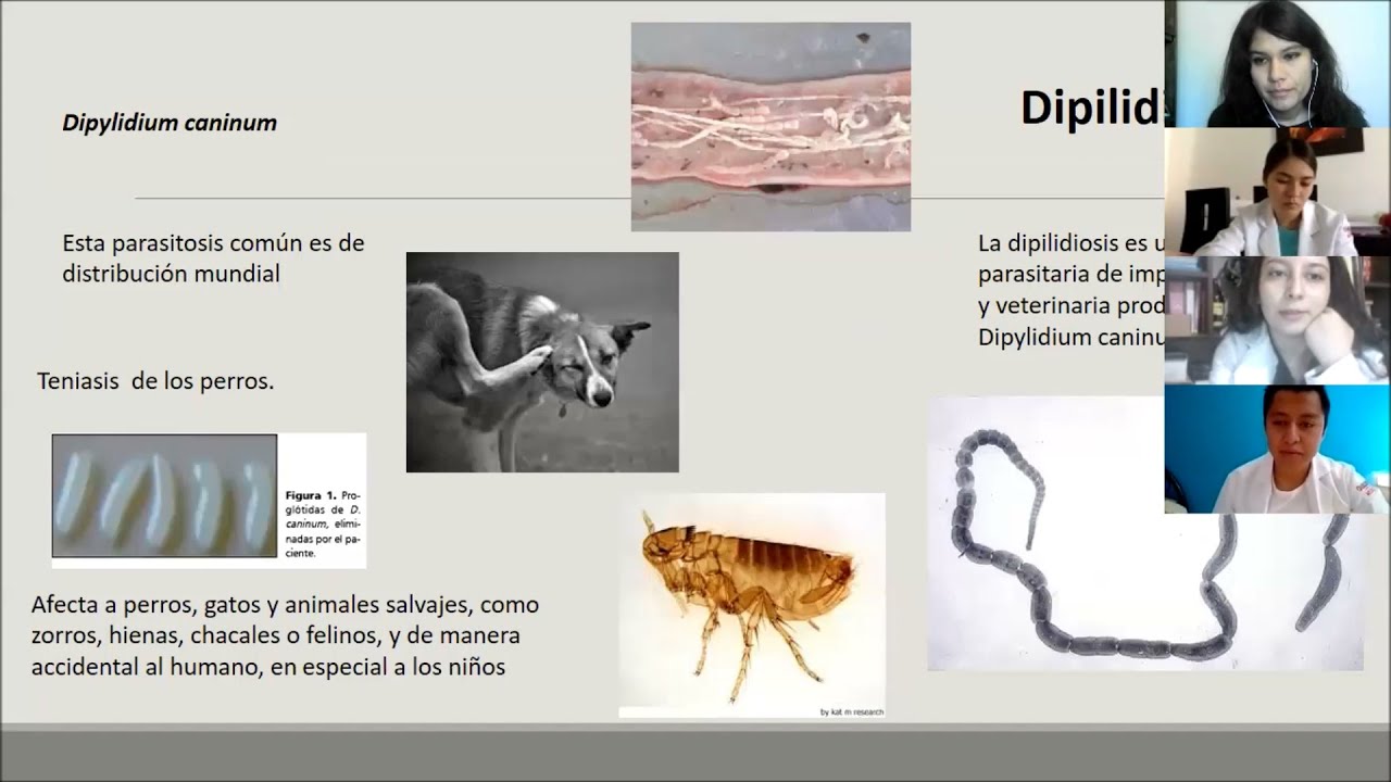 Dipilidiosis (Dipylidium caninum)