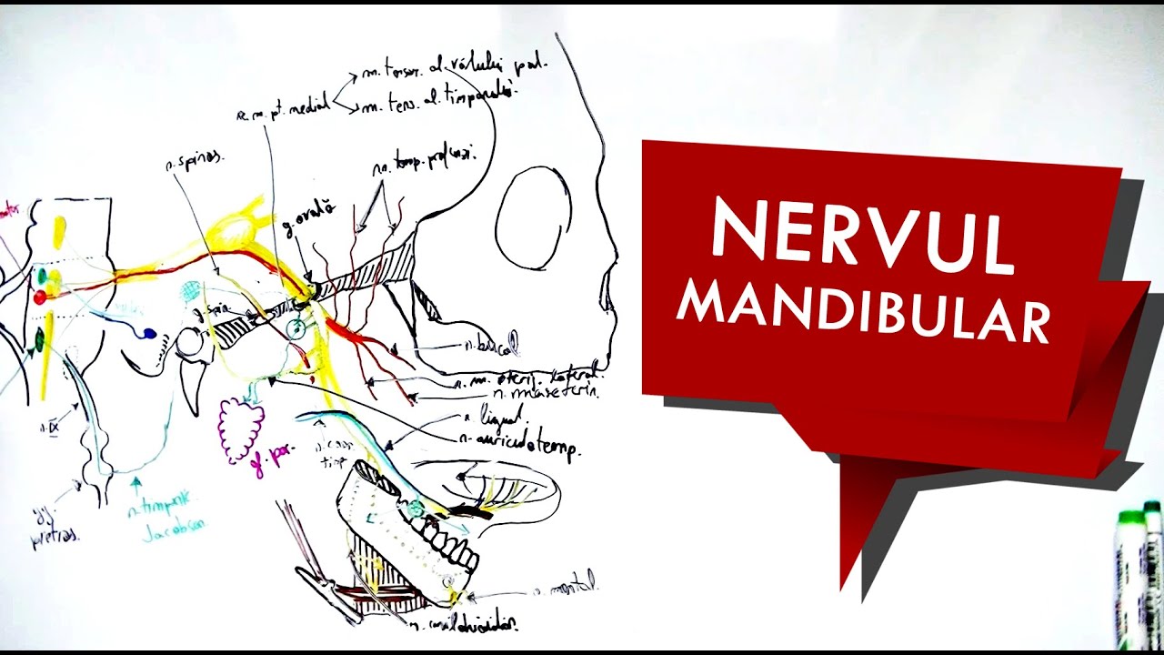 N. Trigemen : Nervul MANDIBULAR