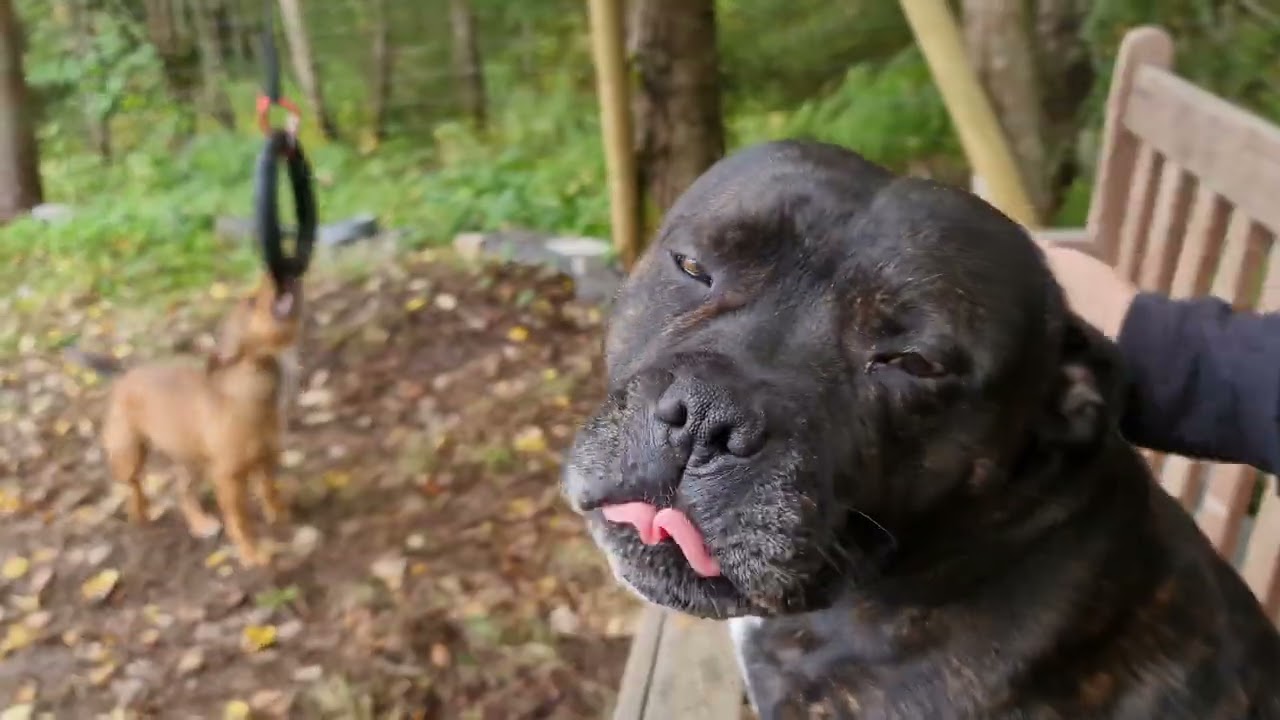 staffordshire bull terrier fun