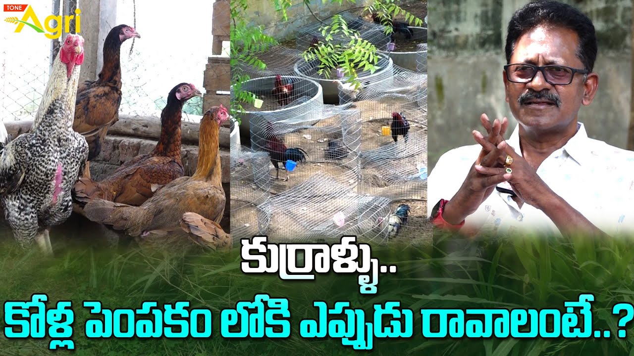 Gudivada Prabhakar Interview | కుర్రాళ్లు కోళ్ల పెంపకంలోకి ఎప్పుడురావాలంటే? Pandem Kollu |  ToneAgri