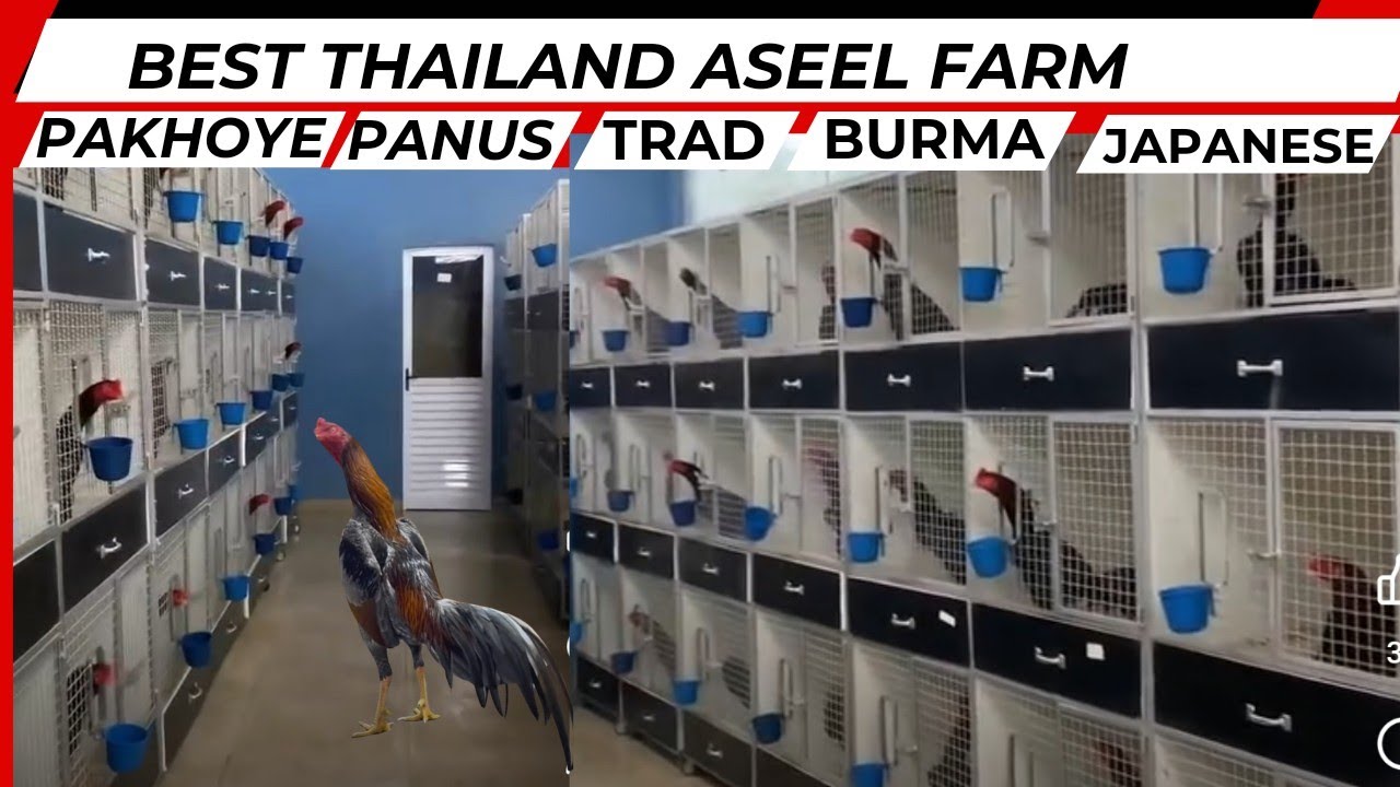 Thailand Aseel Farm | Burma Saigon | Pakoye Japanese | qaib Thai | Thai Aseel Murga | Shamo Hint