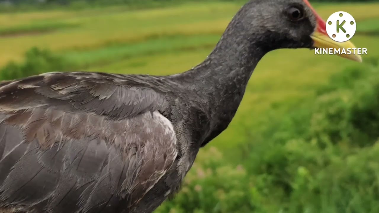 tiếng cúm núm gà đồng mới