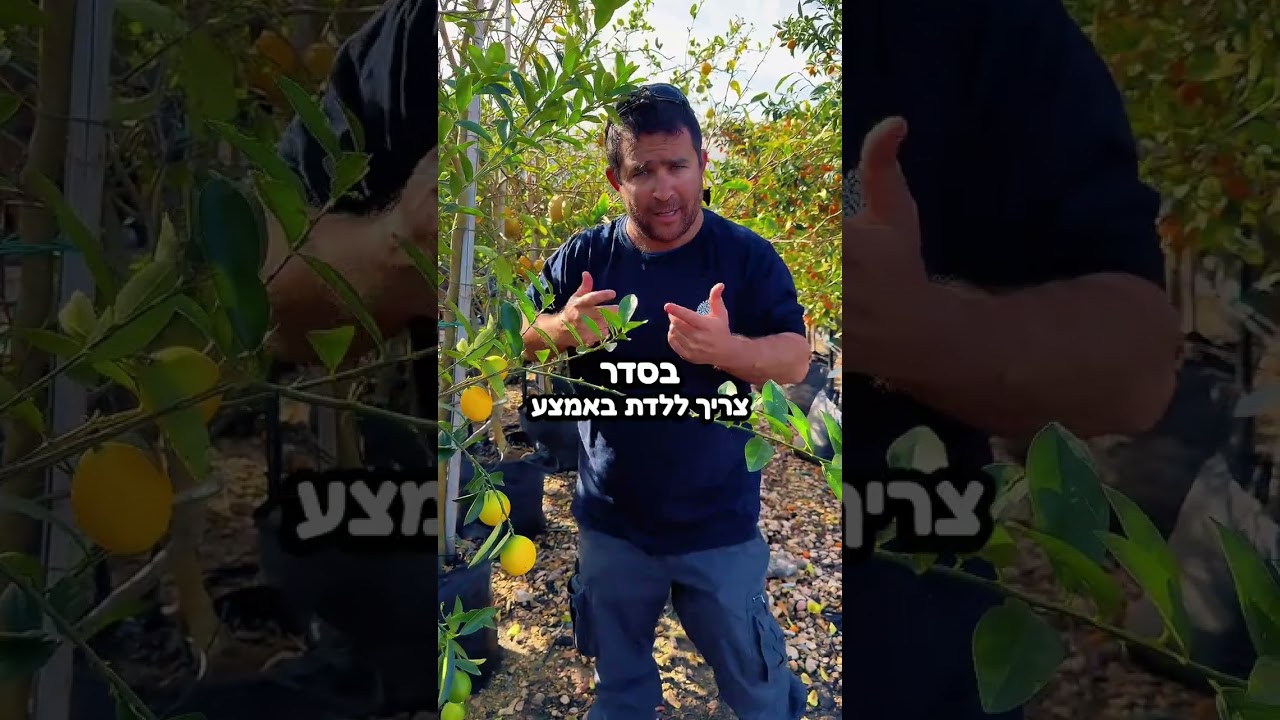 עצי הדר בחודש פברואר- לגזום או לא לגזום