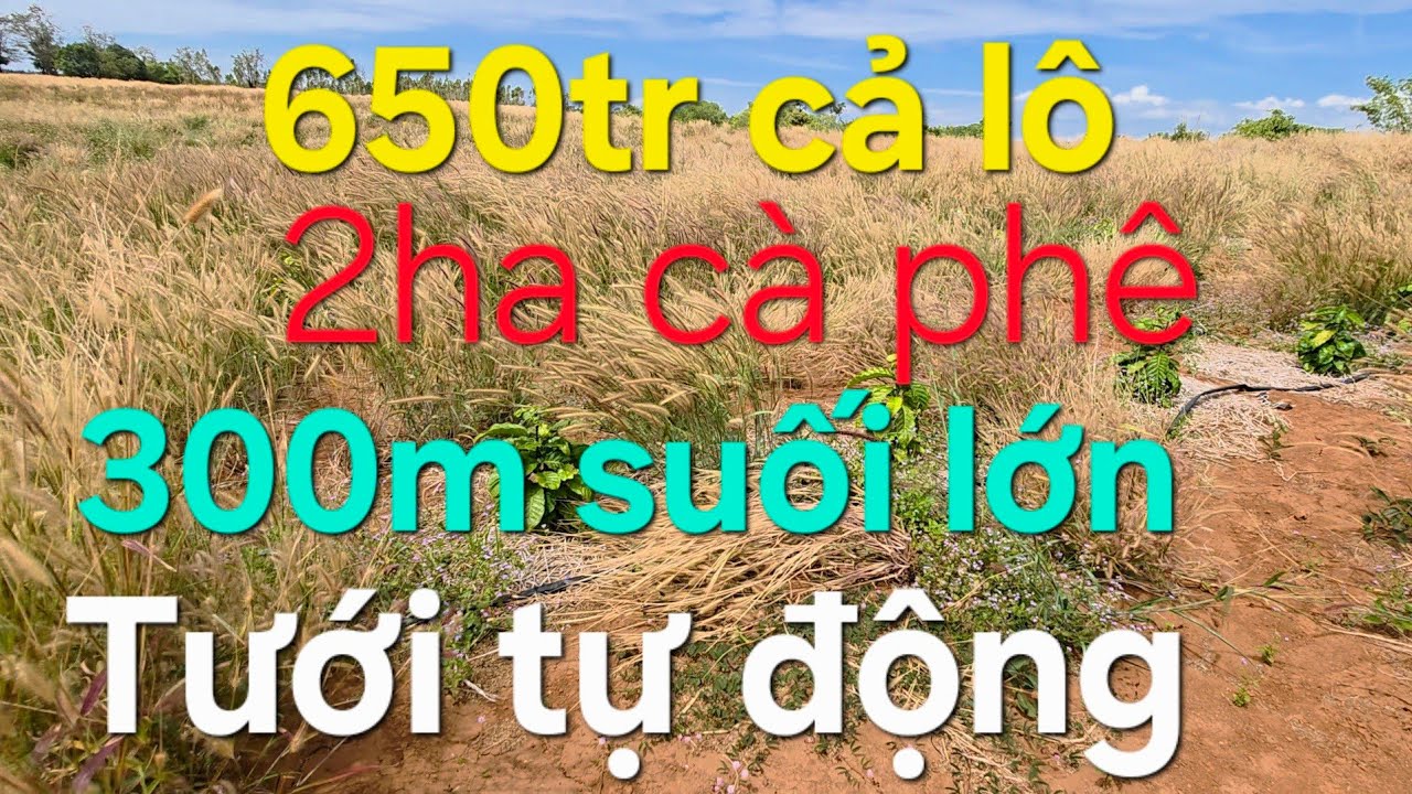 2ha cà phê ôm 300m suối lớn, tưới tự động cả vườn, ace quan tâm lh 08 22 72 76 79. 