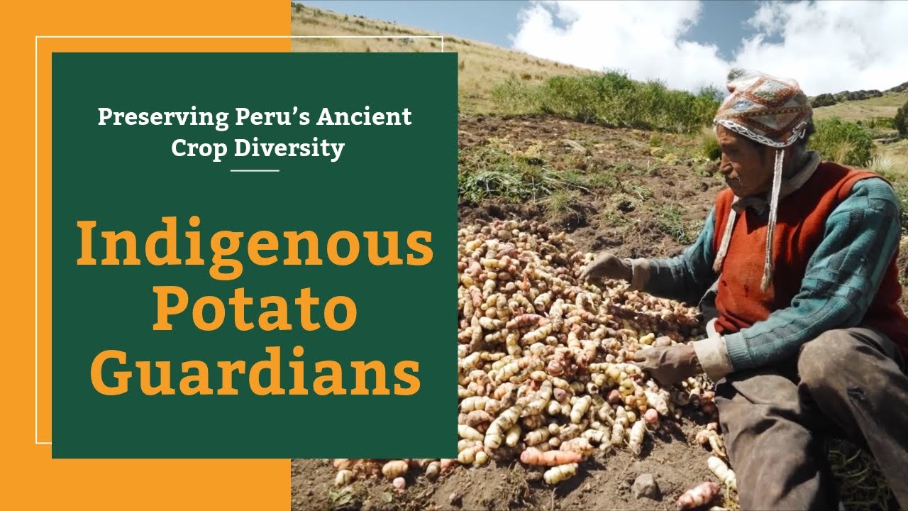 Indigenous Potato Guardians: Preserving Peru’s Ancient Crop Diversity