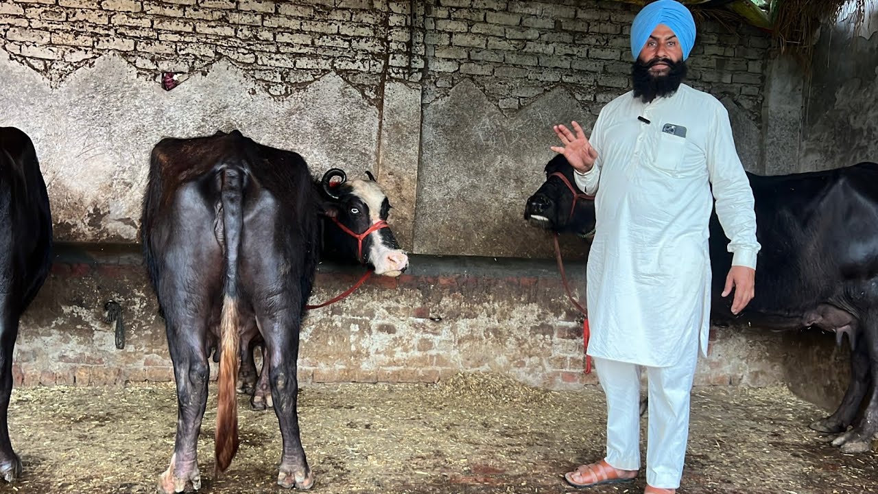 ਗੁਰਤਾਰ ਬੈਕੇ ਕੋਲ 2 ਵਹਿੜਾ 3 ਮੱਝਾਂ 2 ਤੋਕੜ ਗੱਬਣ ਮੱਝਾਂ ਨੀਲੀ ਰਾਵੀ/ 15 ਕਿੱਲੋ ਦੁੱਧ ਤਿਆਰ/ ਪੱਟੀ ਤਰਨਤਾਰਨ 