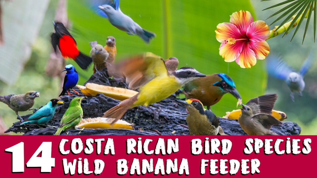 Feeding Frenzy – Colorful Birds of the Rainforest at Jungle Banana Feeder