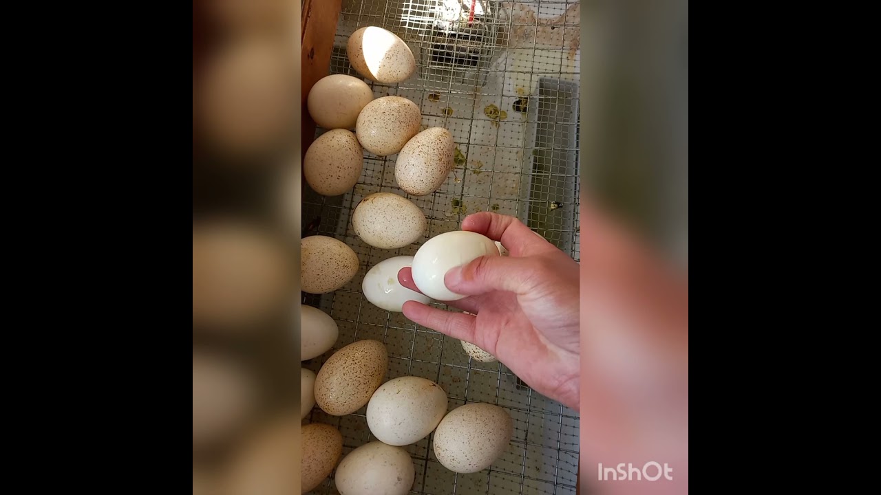 🦃🐣 🦆Индюктун жумурткасынан кантип жожо чыгаруу керек.  Индюк менен ордоктун биргелешкен .....