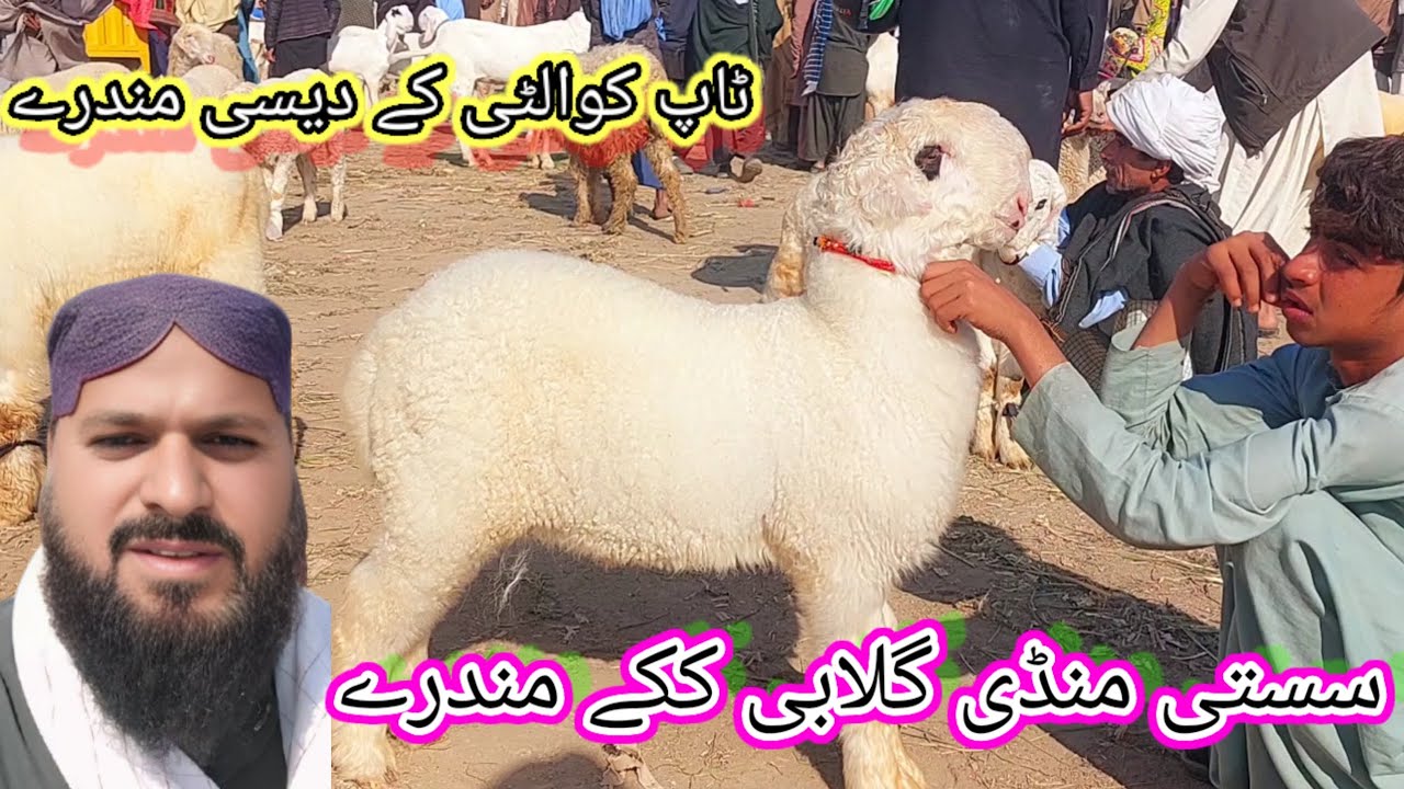 ڈیرہ غازی خان مندرا چھترا منڈی ٹاپ کوالٹی کے گلابی ککے کجلے مندرے 03321400186 📱😍