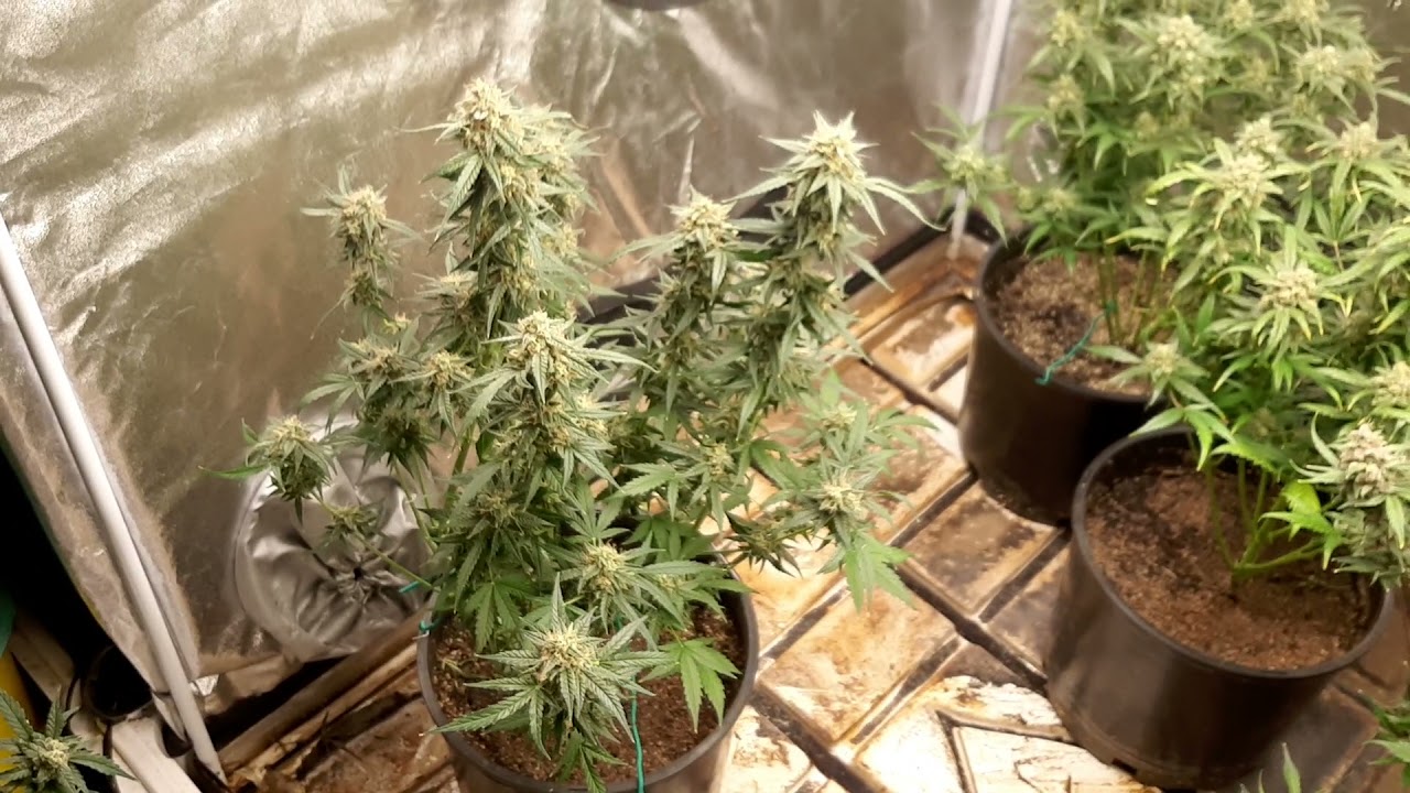 🧃🍬 Fast Buds Tangie Auto Harvest! -Grown in Sohum Supersoil under SF2000s