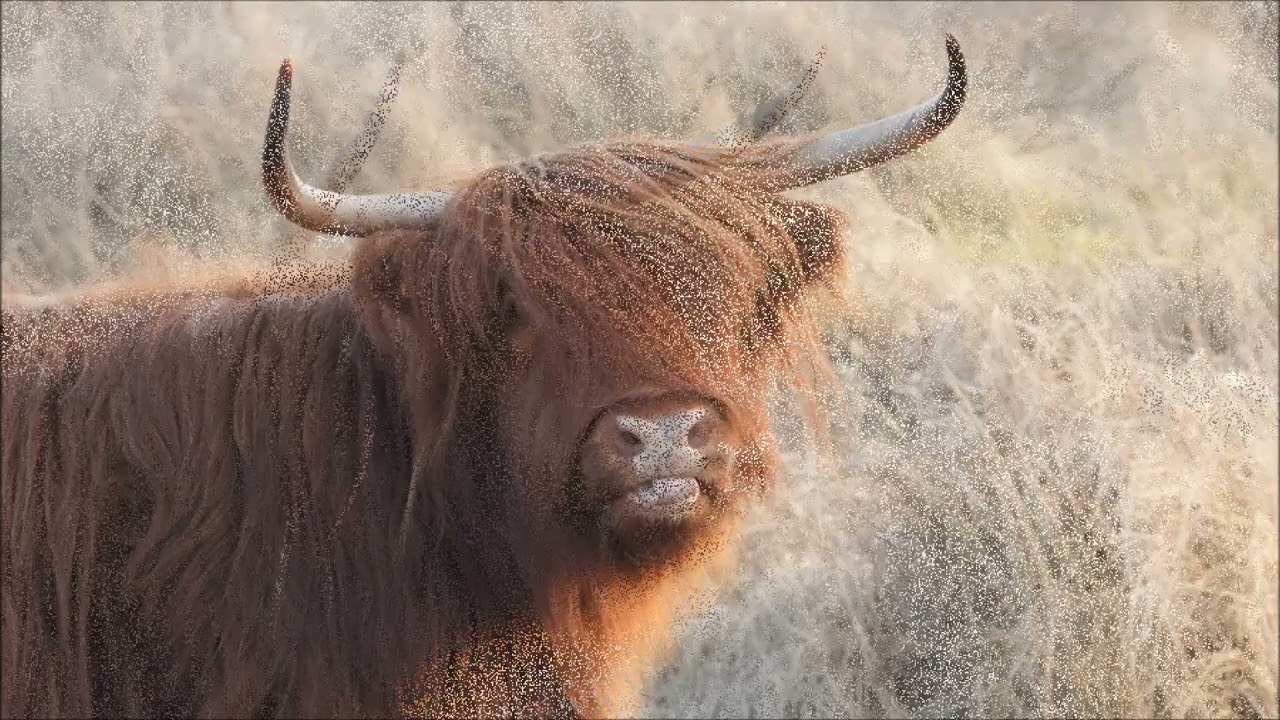 kennemerduinen naar strand 9 3 2026