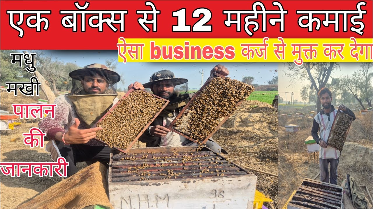 1 बॉक्स से 12 महीने कमाई किसान कों कर्ज मुक्त कर देगी ये खेती  मधुमखी पालन की जानकरी madhumakhi paln
