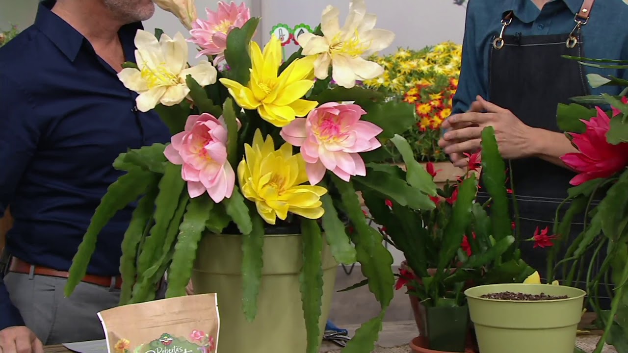 Roberta's 2-Piece 3-in-1 Night and Day Epiphyllum Cactus on QVC