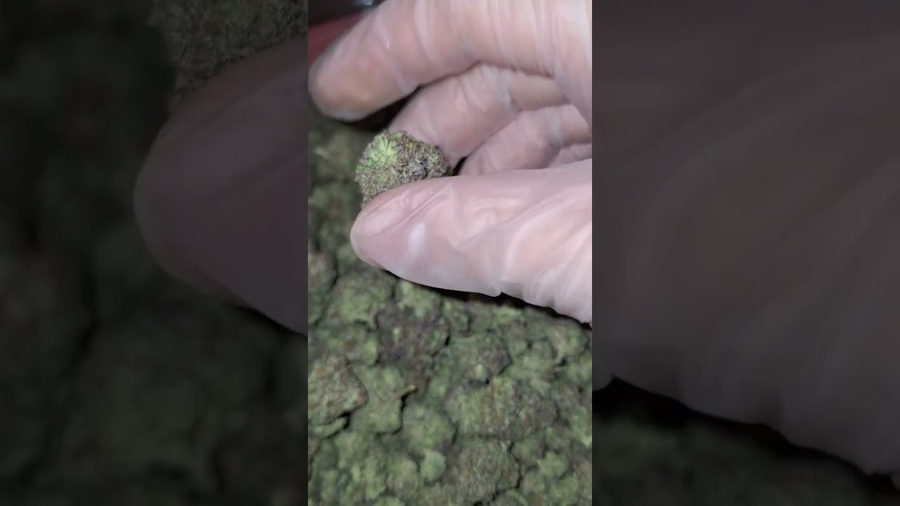 JKDistro🔥han solo $200 Quarter pound