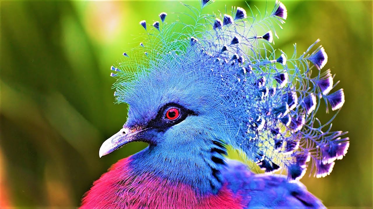 Most Beautiful Birds on Planet Earth