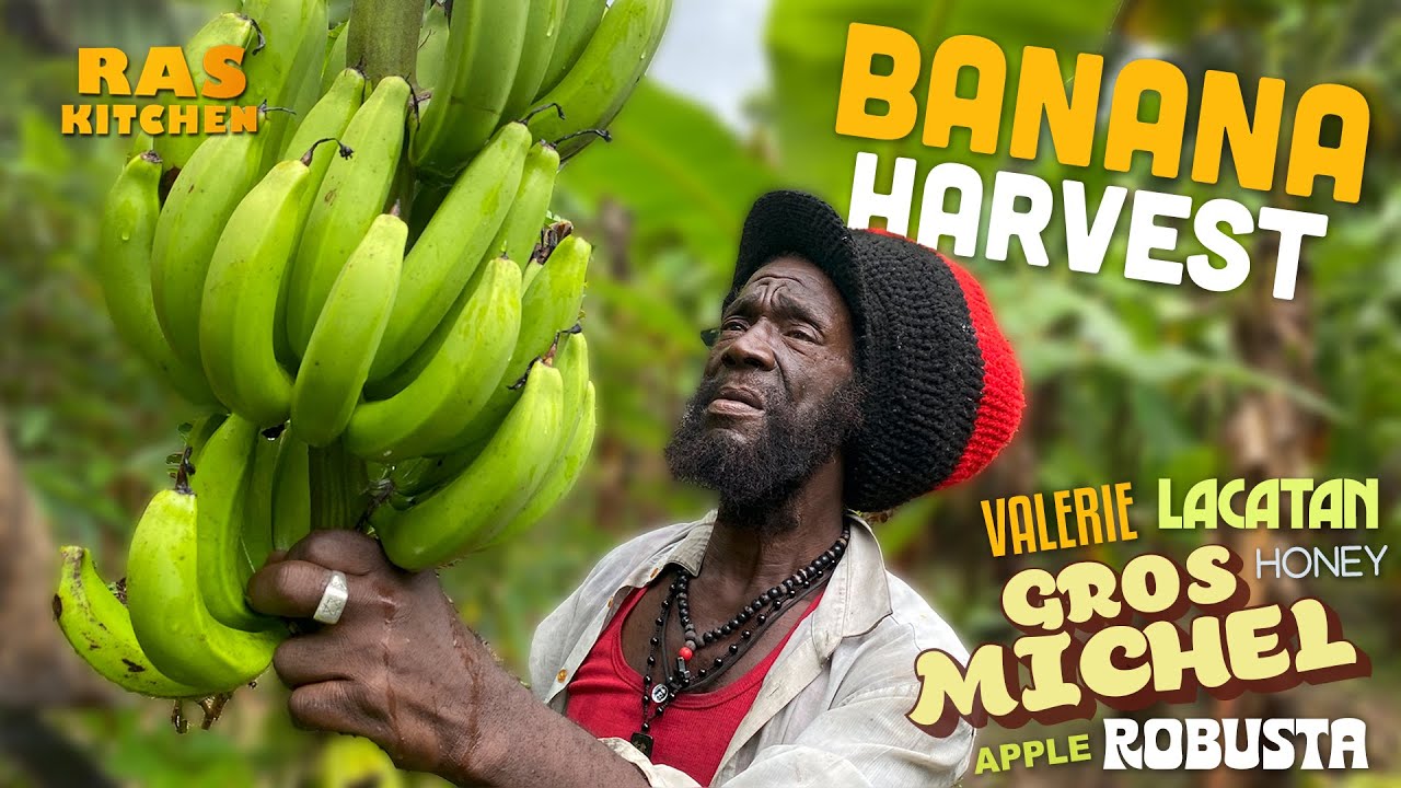 BANANA HARVEST! The RARE Gros Michel...Robusta, Lacatan, Valerie & More 😎🍌🇯🇲