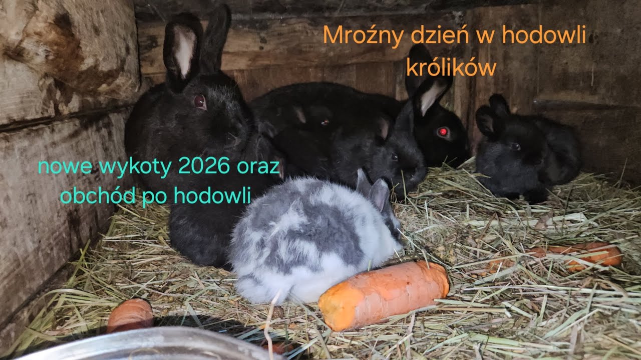 Mroźny dzień w hodowli królików🐇 nowe wykoty 2026 oraz obchód po hodowli😃 