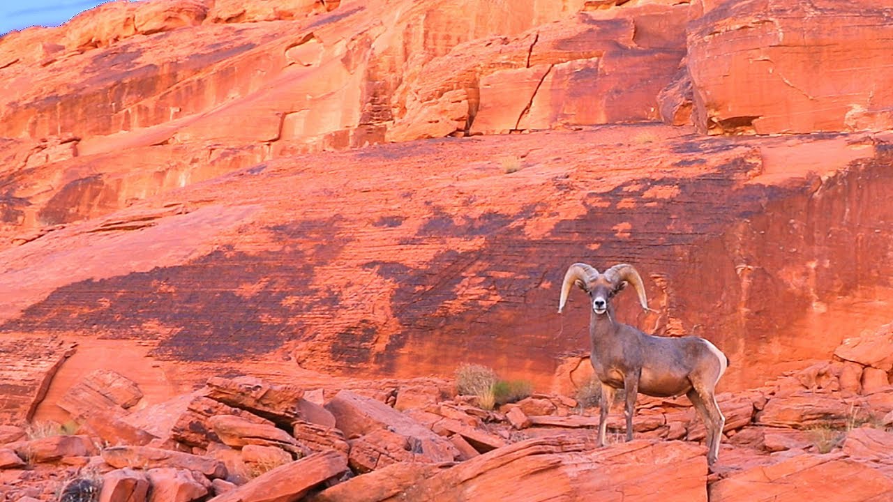 Valley of Fire State Park | Overton, Nevada