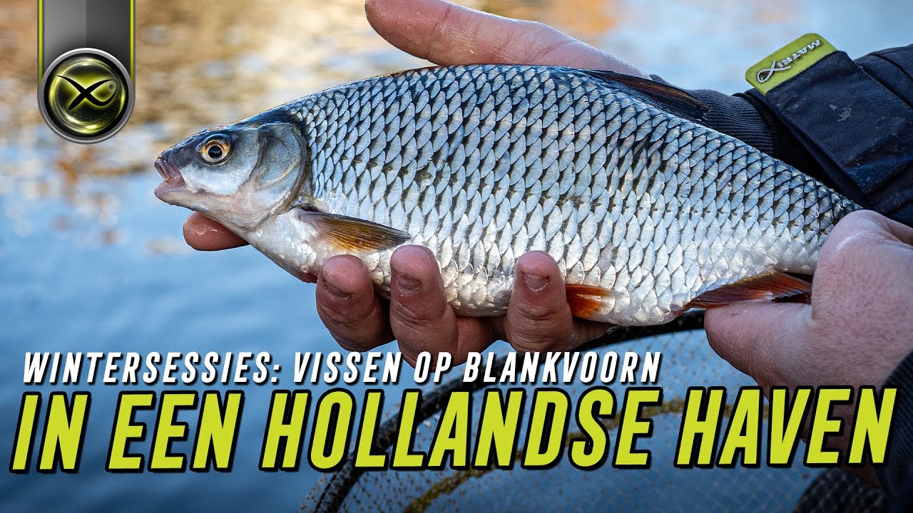 Wintervissen: Blankvoorn in de haven