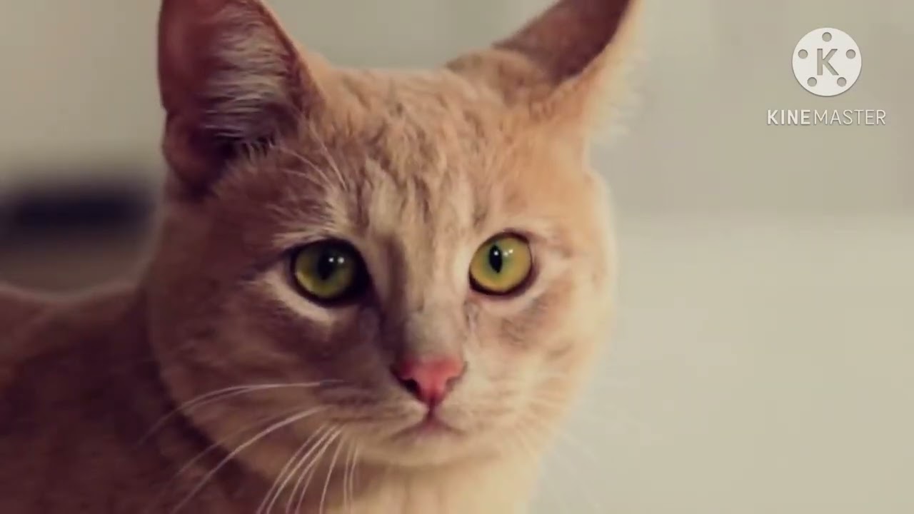 Om Nom Stories - Cat Attacks On Nom (Deleted Version)