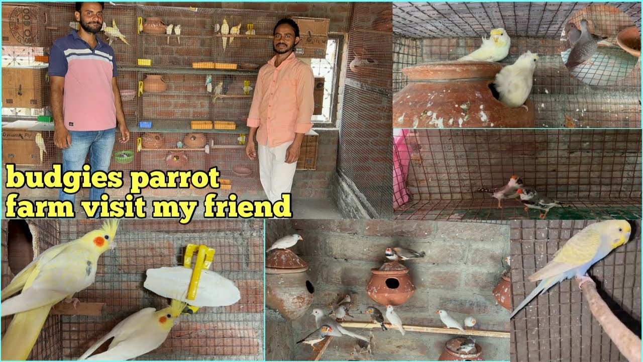 budgies parrot  farm visit my friend #birds #budgis #pets 