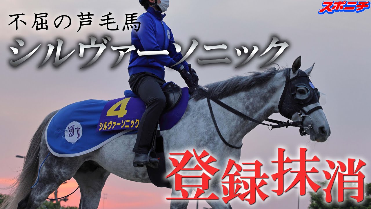 不屈の芦毛馬 シルヴァーソニック